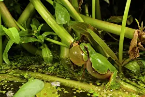 Hylidae Prints: Italian tree frog (Hyla intermedia) male calling amongst vegetation at pond edge