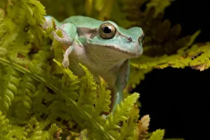 Italian tree frog (Hyla intermedia) sitting amongst fern fronds, Italy