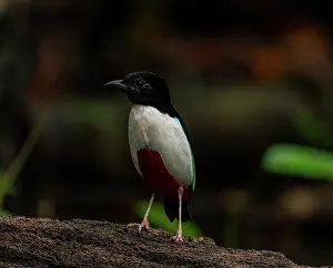 Pitta Prints: Ivory-brested pitta (Pitta maxima) portrait, Halmahera, Maluku Islands, Indonesia