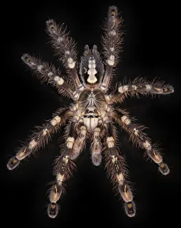 Hairy Prints: Ivory Ornamental Tarantulas (Poecilotheria subfusca) from Sri Lanka