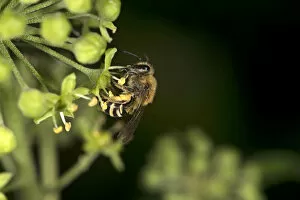 Heather Angel Gallery: Ivy bee (Colletes hederae) female collecting pollen from Ivy (Hedera helix). Surrey, England, UK