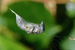 Colletidae Prints: Ivy bee (Colletes hederae) tightly wrapped in silk in the web of a Garden cross spider (Araneus diadematus)