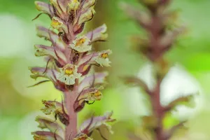 Orobanchaceae Prints: Ivy broomrape (Orobanche hederae) in flower, Nijmegen, The Netherlands. June