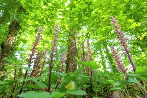 Orobanchaceae Prints: Ivy broomrape (Orobanche hederae) growing among Ivy (Hedera helix)