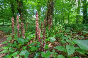 Orobanchaceae Prints: Ivy broomrape (Orobanche hederae) growing among Ivy (Hedera helix)