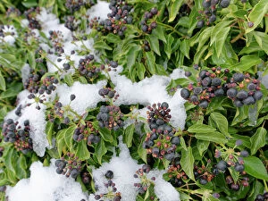 Apiales Gallery: Ivy (Hedera helix) berry clusters ripening in winter after recent snow, Wiltshire hedgerow, UK
