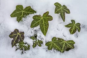 Images Dated 24th January 2013: Ivy (Hedera helix) clump protruding through snow. Peak District National Park, Derbyshire