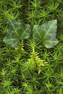 Ivy (Hedera helix) leaves with Star moss (Polytrichum) and Feather moss (Thuidium Ivy (Hedera helix) leaves with Star moss (Polytrichum) and Feather moss (Thuidium