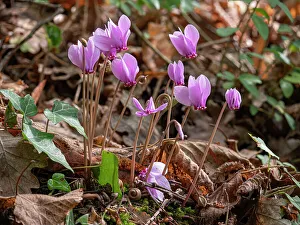 Primulaceae Prints: Ivy-leaved cyclamen (Cyclamen hederifolium) in flower in autumnal woodland
