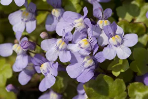 Heather Angel Prints: Ivy leaved toadflax (Cymbalaria muralis) flowers with orange nectar guides