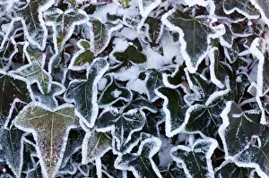 Ivy leaves (Hedera sp) in snow and heavy frost, Bradworthy, Devon, UK. December 2010 Ivy leaves (Hedera sp) in snow and heavy frost, Bradworthy, Devon, UK. December 2010