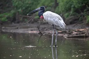 Ciconiidae Prints: Jabiru (Jabiru mycteria) standing in shallow water, Pampas del Yacuma, El Beni, Bolivia