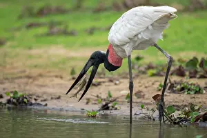 Pantanal Prints: Jabiru stork (Jabiru mycteria) catching Southern sailfin (Pterygoplichthys anisitsi) prey in river