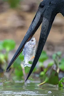 Pantanal Prints: Jabiru stork (Jabiru mycteria) catching Spotted piranha (Serrasalmus marginatus) prey in river