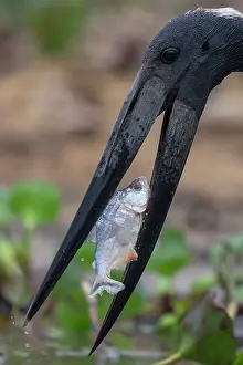Pantanal Prints: Jabiru stork (Jabiru mycteria) catching Spotted piranha (Serrasalmus marginatus) prey in river