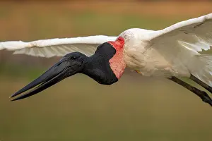 Pantanal Prints: Jabiru stork (Jabiru mycteria) in flight