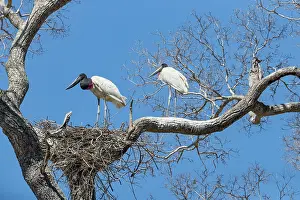 Pantanal Prints: Jabiru stork (Jabiru mycteria) pair at their nest in treetop
