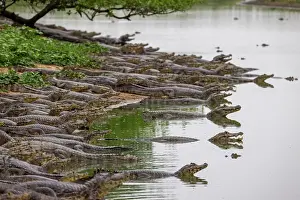 Crocodilian Prints: Jacare caimans (Caiman yacare) congregating in the few remaining areas of water during the dry season