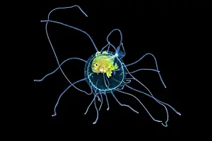 Tentacle Prints: Jack (Carangidae) juvenile, sheltering in the bell of a jellyfish (unidentified)