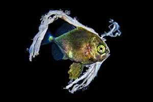 Environmental Issues Prints: Jack (Carangidae) juvenile, sheltering in a piece of plastic