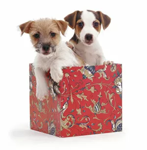 Images Dated 3rd February 2011: Jack-in-a-box - two Jack Russell Terrier puppies in box, one rough coated, one smooth coated