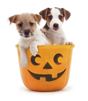 Jack-in-a-bucket - two Jack Russell Terrier puppies in a Halloween pumpkin bucket