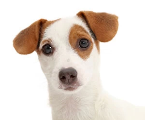 Puppies Gallery: Jack Russell Terrier puppy