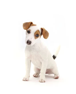 Images Dated 2nd February 2017: Jack Russell Terrier puppy sitting