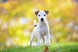 April 2023 Highlights Collection: Jack Russell terrier puppy standing on grass in autumn, portrait, Haddam, Connecticut, USA. October