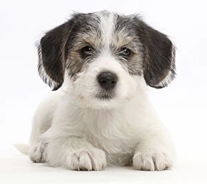 Crossbreed Collection: Jack Russell x Bichon puppy