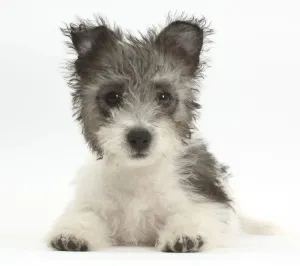 Animal Feet Gallery: Jack Russell x Westie puppy age 12 weeks