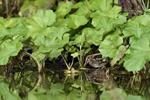 Jack snipe (Lymnocryptes minima) feeding in margins of watercress bed, Hertfordshire