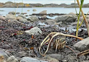Seaweed Gallery: Jack snipe (Lymnocryptes minimus) resting among seaweed on rocky shoreline, Parainen Uto, Finland