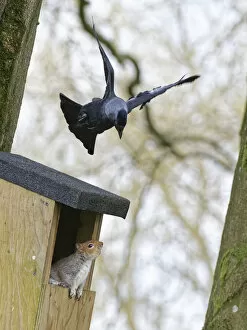 April 2022 highlights Gallery: Jackdaw (Corvus monedula) hovering above a nest box it wants to nest in which a Grey squirrel