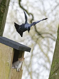 Jackdaw (Corvus monedula) hovering above a nest box it wants to nest in which a Grey squirrel (Sciurus carolinensis) and its mate have occupied, with the squirrel threatening the bird, Wiltshire, UK, March