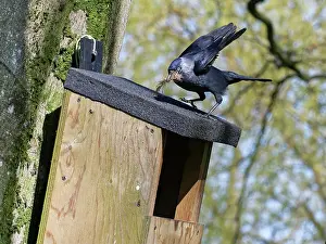 Building Prints: Jackdaw (Corvus monedula) landing on nest box with beakful of animal hair to line nest with