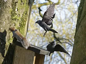 April 2022 highlights Collection: Jackdaw (Corvus monedula) pair chasing a Grey squirrel (Sciurus carolinensis)