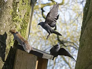 Threatening Prints: Jackdaw (Corvus monedula) pair chasing a Grey squirrel (Sciurus carolinensis)
