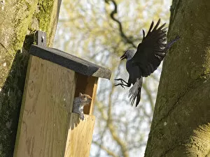 Jackdaw (Corvus monedula) swooping down calling with claws raised to threaten a Grey squirrel (Sciurus carolinensis)