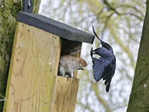 Jackdaw (Corvus monedula) swooping in very close to threaten a Grey squirrel (Sciurus carolinensis)