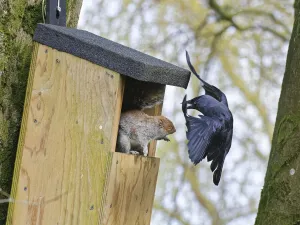 Jackdaw (Corvus monedula) swooping in very close to threaten a Grey squirrel (Sciurus carolinensis) as it stands in the entrance to a nest box the bird wants to nest in which is already occupied by the squirrel and its mate, Wiltshire, UK, March