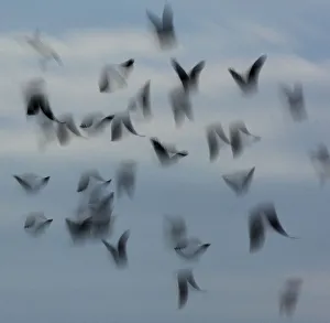 Blurred Prints: Jackdaws (Corvus monedula) abstract view of flock in flight, Derbyshire, UK, December