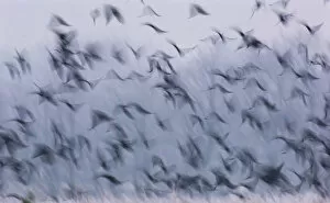 Jackdaws (Corvus monedula) and Rooks (Corvus frugilegus) mixed winter flock taking