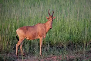 Hartebeest Prints: Jackson's hartebeest (Alcelaphus buselaphus lelwel) walking among long grass