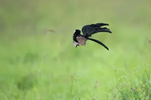 Plumage Prints: Jackson's widowbird (Euplectes jacksoni) male, displaying, Ngorongoro Crater, Tanzania