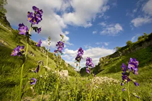 Images Dated 10th June 2008: Jacobs Ladder (Polemonium caeruleum) flowering. Lathkill Dale NNR, Peak District National Park