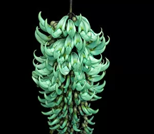 Black Background Gallery: Jade vine (Strongylodon macrobotrys) in glasshouse at Kew Gardens, London, UK