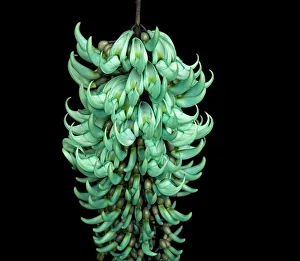 Jade vine (Strongylodon macrobotrys) in glasshouse at Kew Gardens, London, UK