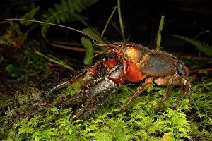 Hairy Prints: Jagara hairy crayfish (Euastacus jagara) portrait
