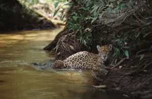 Juvenile Prints: Jaguar female with 6-week-old cub crossing forest creek {Panthera onca}, Amazonia Basin